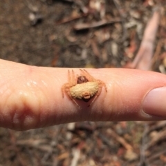 Dolophones sp. (genus) (Wrap-around spider) at Hackett, ACT - 30 Mar 2019 by AndrewCB