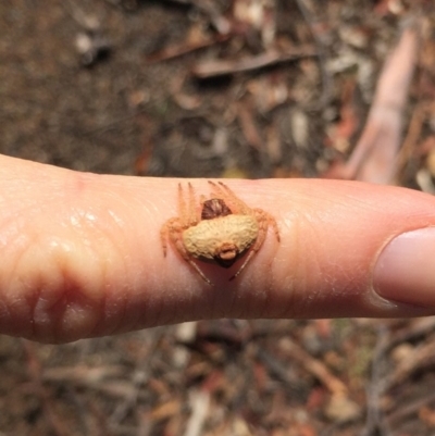 Dolophones sp. (genus) (Wrap-around spider) at Hackett, ACT - 31 Mar 2019 by AndrewCB