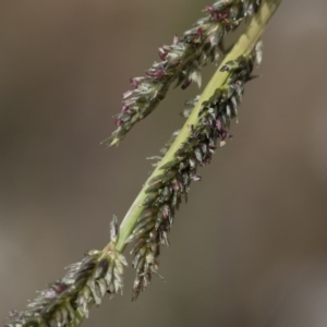 Sporobolus creber at Michelago, NSW - 30 Mar 2019