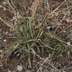 Sporobolus creber at Michelago, NSW - 30 Mar 2019