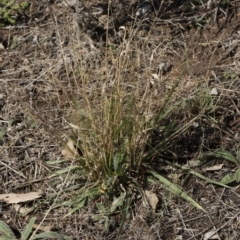 Panicum effusum (Hairy Panic Grass) at Michelago, NSW - 29 Mar 2019 by Illilanga
