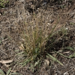 Panicum effusum (Hairy Panic Grass) at Michelago, NSW - 30 Mar 2019 by Illilanga