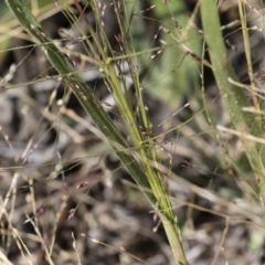 Panicum effusum at Michelago, NSW - 30 Mar 2019