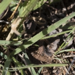 Panicum effusum at Michelago, NSW - 30 Mar 2019