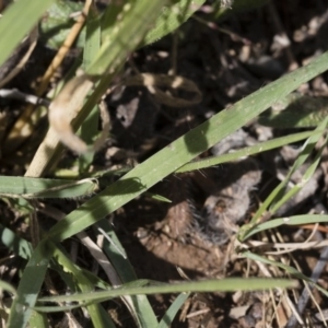 Panicum effusum at Michelago, NSW - 30 Mar 2019