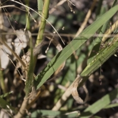 Panicum effusum at Michelago, NSW - 30 Mar 2019