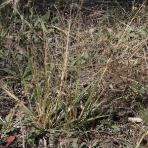 Panicum effusum at Michelago, NSW - 30 Mar 2019 10:57 AM