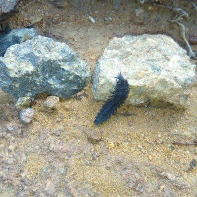 Lycidae (family) (Net-winged beetle) at Cotter River, ACT - 31 Mar 2019 by ArcherCallaway
