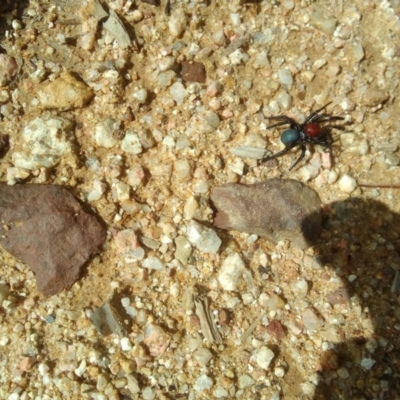 Missulena occatoria (Red-headed Mouse Spider) at Cotter River, ACT - 31 Mar 2019 by RyuCallaway
