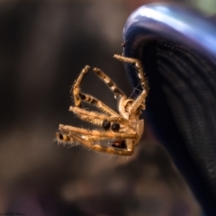 Neosparassus calligaster (Beautiful Badge Huntsman) at Macgregor, ACT - 31 Mar 2019 by Roger