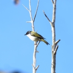 Melithreptus lunatus (White-naped Honeyeater) at Cotter River, ACT - 30 Mar 2019 by KumikoCallaway