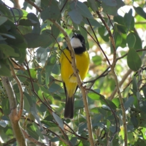 Pachycephala pectoralis at Cotter River, ACT - 31 Mar 2019