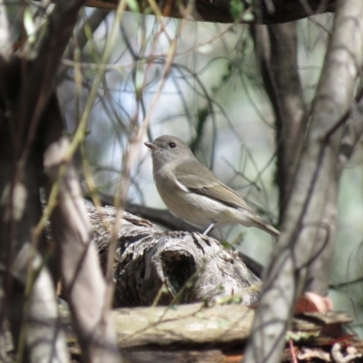 Pachycephala pectoralis (Golden Whistler) at Lower Cotter Catchment - 31 Mar 2019 by KumikoCallaway