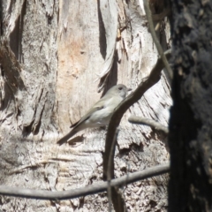 Pachycephala pectoralis at Cotter River, ACT - 31 Mar 2019 11:24 AM