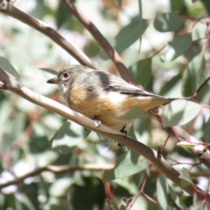 Pachycephala rufiventris at Cotter River, ACT - 31 Mar 2019 11:38 AM