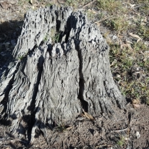 Papyrius nitidus at Symonston, ACT - suppressed