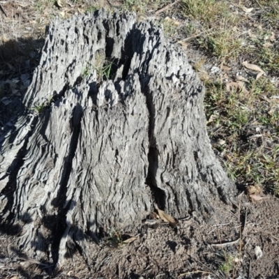 Papyrius nitidus (Shining Coconut Ant) at Symonston, ACT - 31 Mar 2019 by Mike