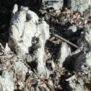 Papyrius nitidus at Symonston, ACT - suppressed