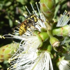Vespula germanica (European Wasp, German Yellowjacket Wasp) at Acton, ACT - 31 Mar 2019 by Christine