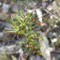 Acacia ulicifolia at Isaacs Ridge - 31 Mar 2019 04:45 PM