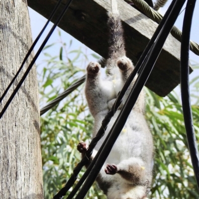 Pseudocheirus peregrinus (Common Ringtail Possum) at Aranda, ACT - 30 Mar 2019 by KMcCue