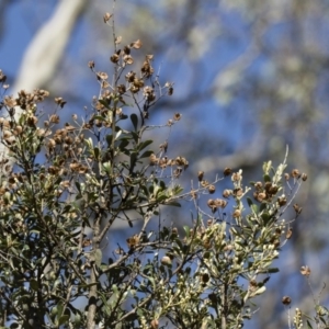 Bursaria spinosa at Illilanga & Baroona - 12 Jan 2019