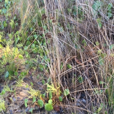 Juncus acutus (Sharp Rush) at Rosedale, NSW - 30 Mar 2019 by jbromilow50