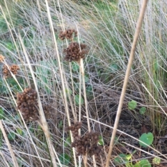 Juncus acutus at Rosedale, NSW - 31 Mar 2019 10:01 AM