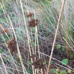 Juncus acutus at Rosedale, NSW - 31 Mar 2019 10:01 AM
