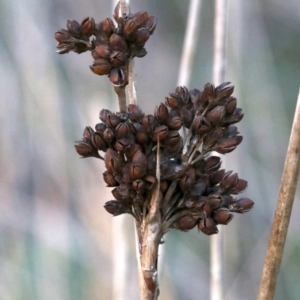 Juncus acutus at Rosedale, NSW - 31 Mar 2019 10:01 AM