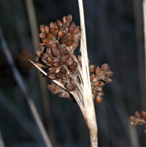 Juncus acutus at Rosedale, NSW - 31 Mar 2019 10:01 AM