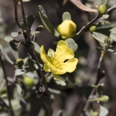 Hibbertia obtusifolia (Grey Guinea-flower) at Michelago, NSW - 12 Jan 2019 by Illilanga