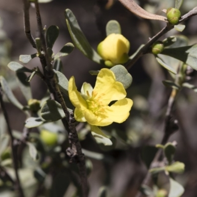Hibbertia obtusifolia (Grey Guinea-flower) at Michelago, NSW - 12 Jan 2019 by Illilanga