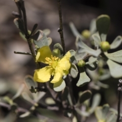 Hibbertia obtusifolia at Michelago, NSW - 12 Jan 2019 11:15 AM