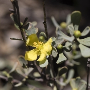 Hibbertia obtusifolia at Michelago, NSW - 12 Jan 2019 11:15 AM