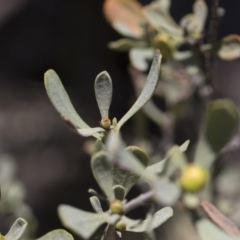 Hibbertia obtusifolia at Michelago, NSW - 12 Jan 2019 11:15 AM