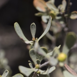 Hibbertia obtusifolia at Michelago, NSW - 12 Jan 2019 11:15 AM