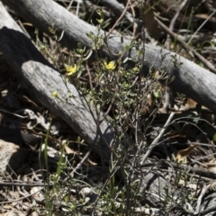 Hibbertia obtusifolia at Michelago, NSW - 12 Jan 2019 11:15 AM