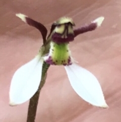 Eriochilus cucullatus (Parson's Bands) at Bungendore, NSW - 23 Mar 2019 by yellowboxwoodland