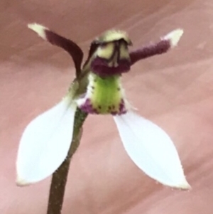 Eriochilus cucullatus at Bungendore, NSW - 23 Mar 2019