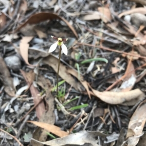 Eriochilus cucullatus at Bungendore, NSW - 23 Mar 2019