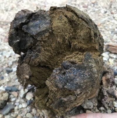 Pisolithus marmoratus (Horse Dung Fungus) at Bungendore, NSW - 29 Mar 2019 by yellowboxwoodland