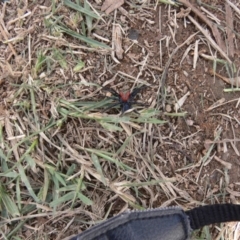 Missulena occatoria (Red-headed Mouse Spider) at Stromlo, ACT - 30 Mar 2019 by SusanneG