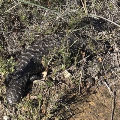 Tiliqua rugosa (Shingleback Lizard) at Bungendore, NSW - 30 Mar 2019 by yellowboxwoodland