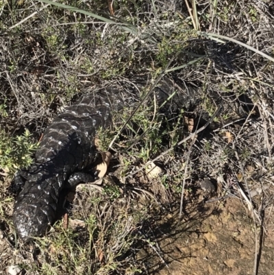 Tiliqua rugosa (Shingleback Lizard) at Bungendore, NSW - 31 Mar 2019 by yellowboxwoodland