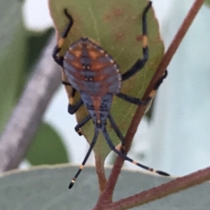 Amorbus sp. (genus) at Bungendore, NSW - 1 Mar 2019 06:54 PM