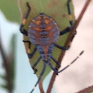 Amorbus sp. (genus) at Bungendore, NSW - 1 Mar 2019 06:54 PM