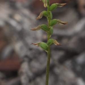 Corunastylis clivicola at Gundaroo, NSW - 23 Mar 2019