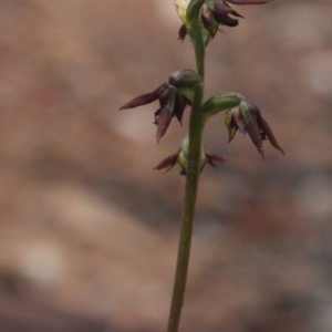 Corunastylis clivicola at Gundaroo, NSW - 23 Mar 2019