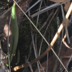 Thelymitra arenaria (Forest Sun Orchid) at MTR591 at Gundaroo - 31 Mar 2019 by MaartjeSevenster